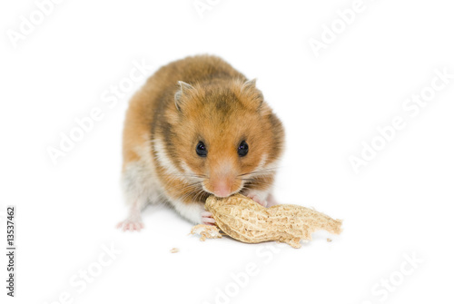 hamster with the nut