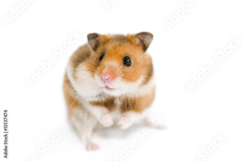 hamster with one cheek full