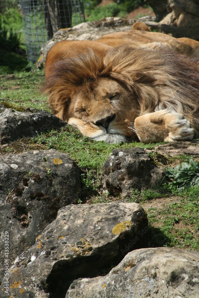 Obraz premium lion