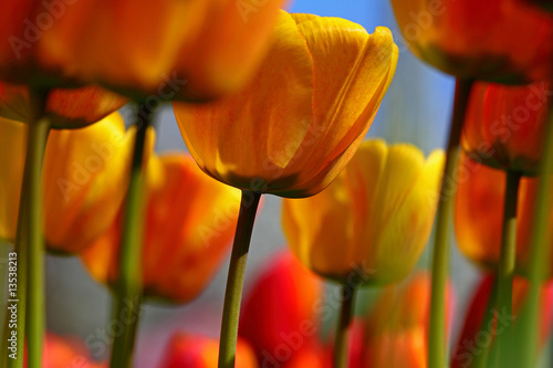 Fototapeta Naklejka Na Ścianę i Meble -  Gelbe Tulpen