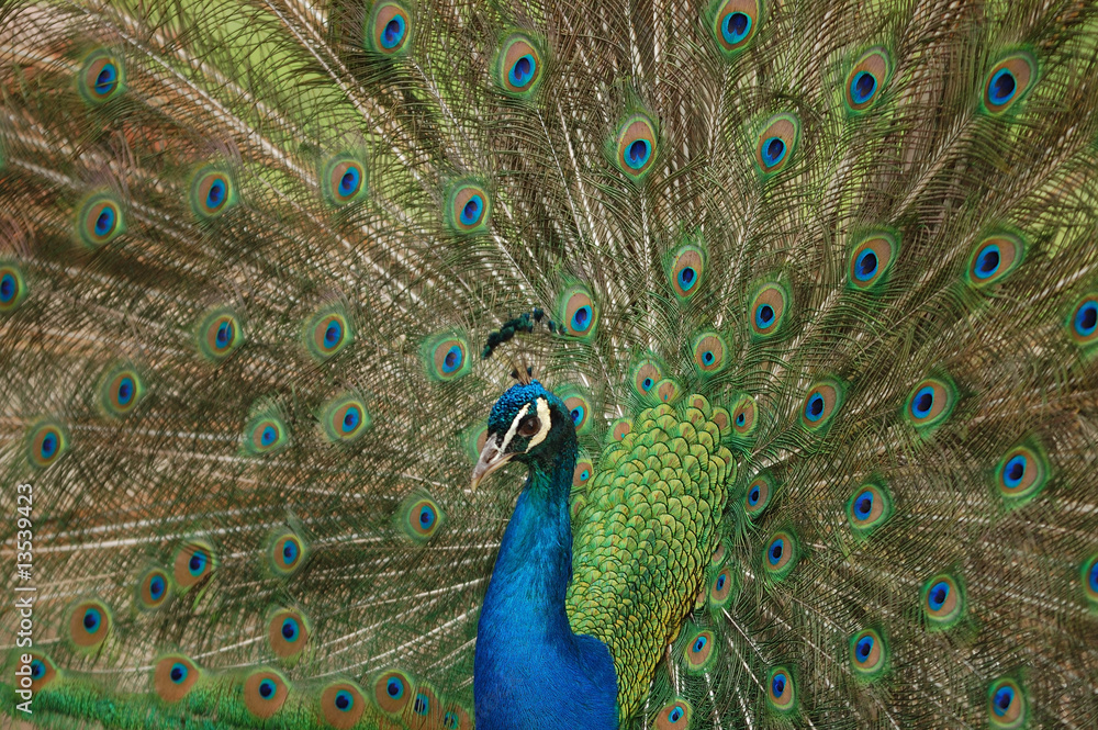Fototapeta premium peacock 06