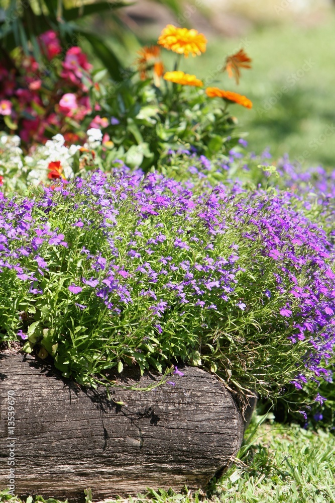 Obraz premium Flower Garden