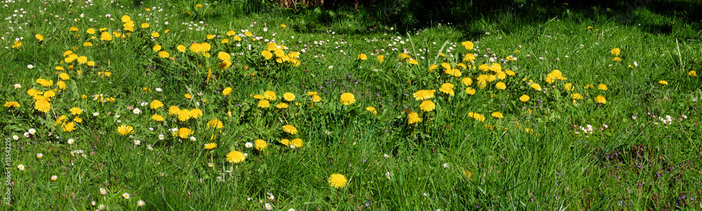 Löwenzahn/Dotterblume