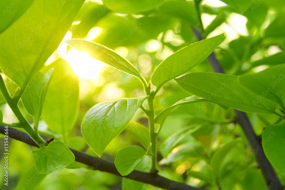 Obraz premium green leaves