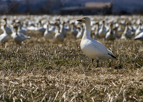 white goose in a group