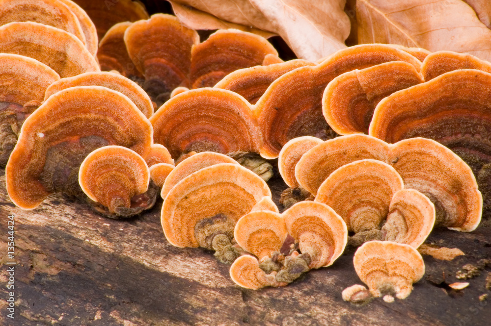 Fototapeta premium Grifola frondosa - Hen of the Woods