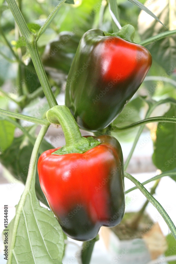 Green and red peppers