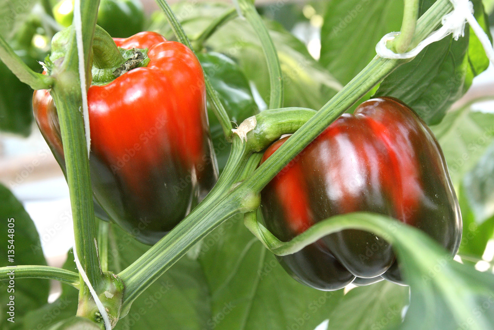Green and red peppers