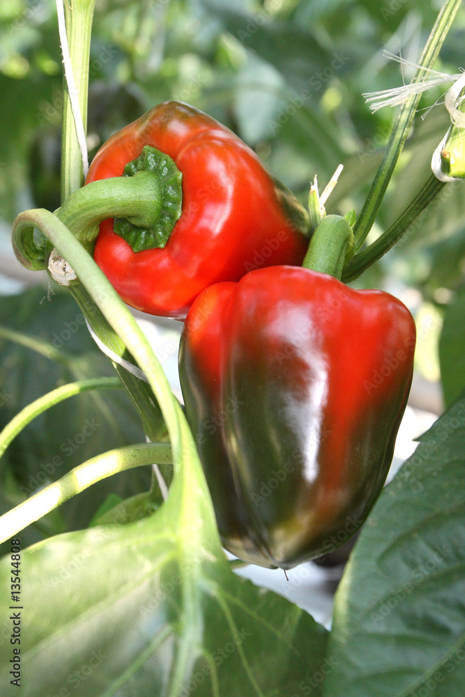 Green and red peppers