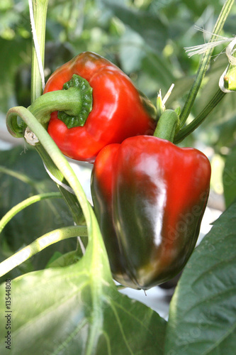 Obraz na płótnie Green and red peppers w salonie