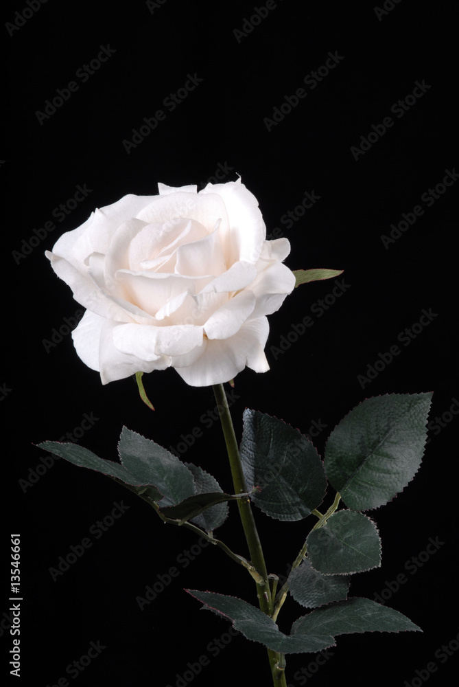 róża, rose