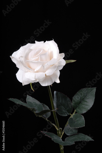 Obraz na płótnie róża, rose w salonie