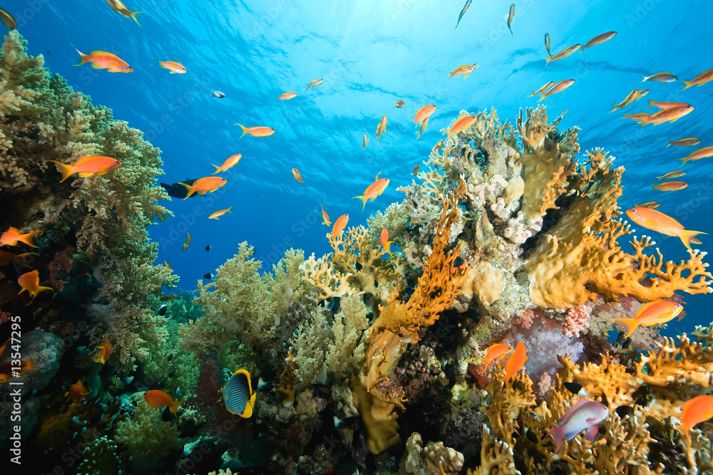 Obraz premium ocean, coral and fish