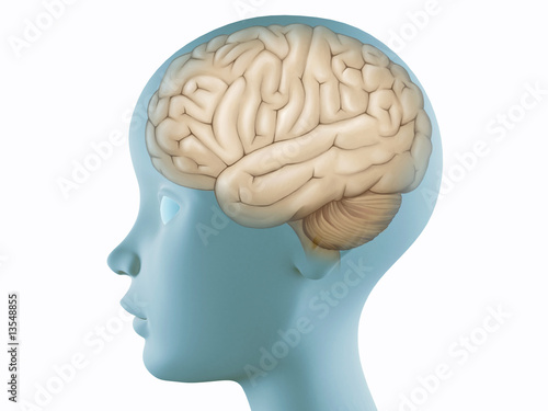 Brain in profile head