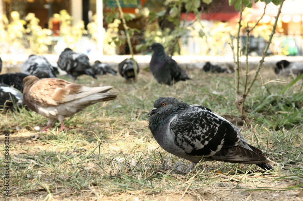 Obraz premium Doves rest in the park