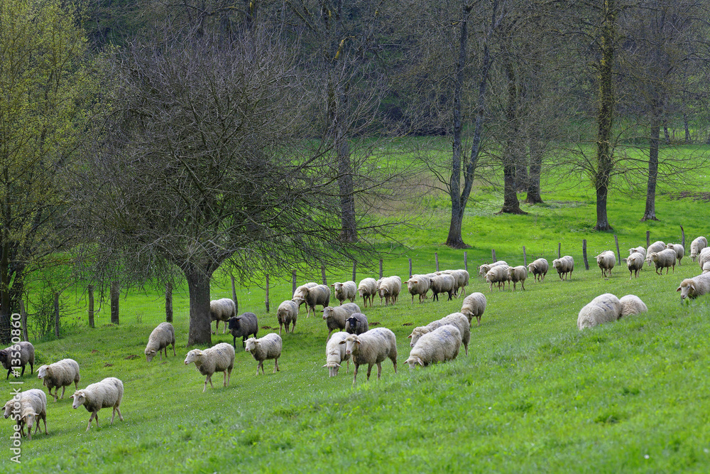 Fototapeta premium Troupeau de moutons
