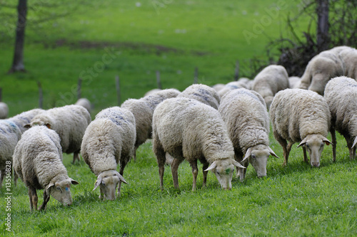 Moutons au pré