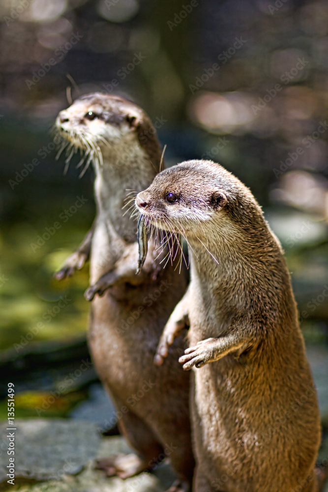 Fototapeta premium かわうそ