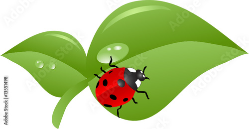 Vector illustration of the ladybird