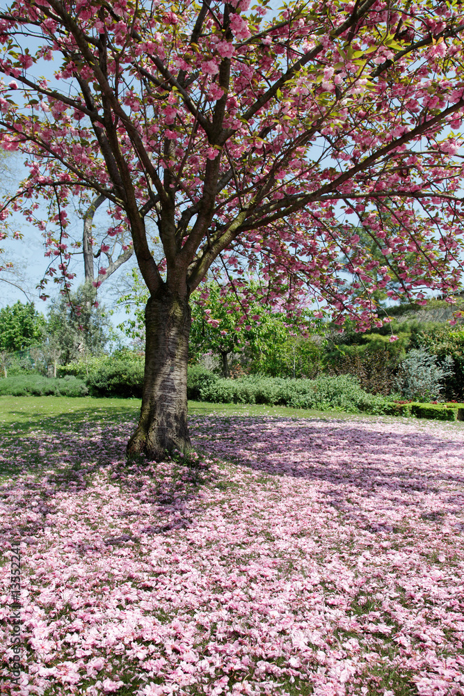 Naklejka premium kirschblüte