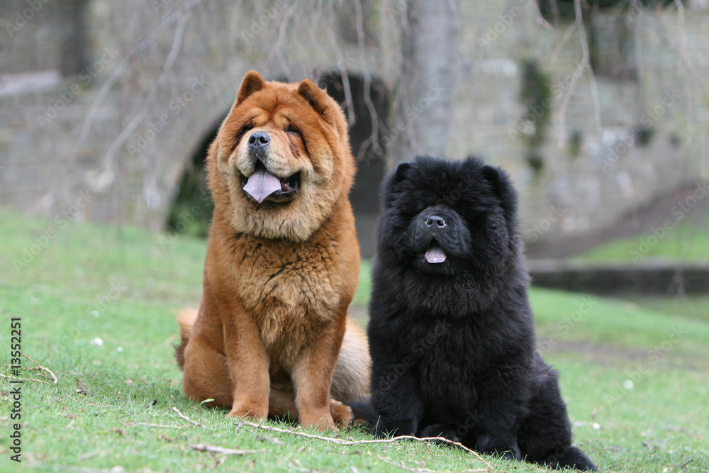 couple de chow chow assis tranquille dans le jardin couple de chow chow assis tranquille dans le jardin