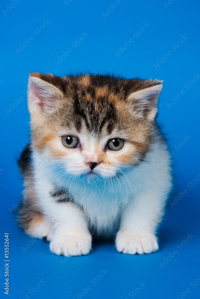 British kitten on blue background