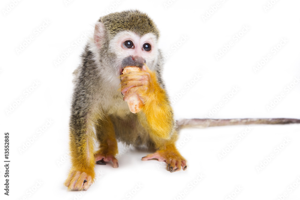 Obraz premium Monkey eating on white background