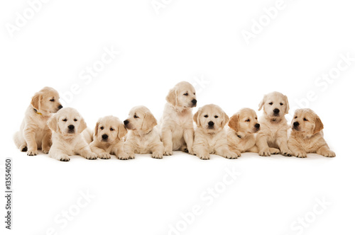 Fototapeta Naklejka Na Ścianę i Meble -  Golden Retriever Puppies isolated on a white background