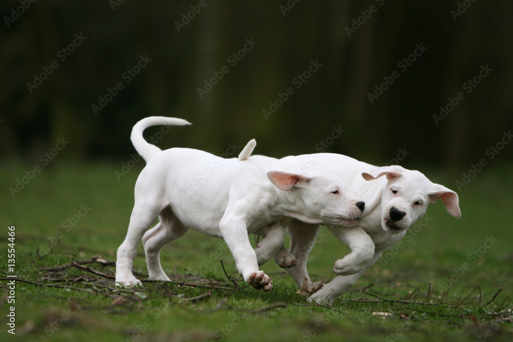 la course entre deux jeune sdogue argentins dans le jardin la course entre deux jeune sdogue argentins dans le jardin
