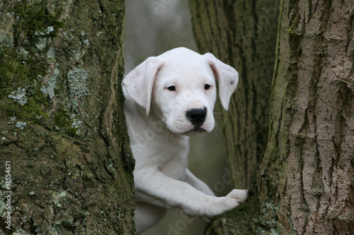jeune dogue argentin caché entre deux arbres dans les bois photo