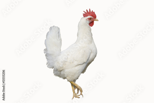 white chicken