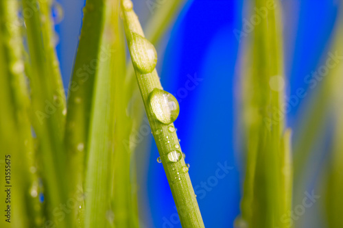 Drop on grass