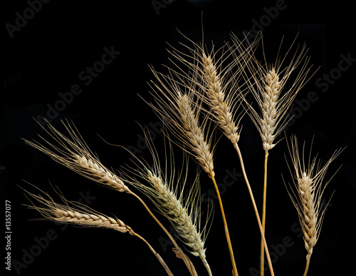 Wheat isolated on black background