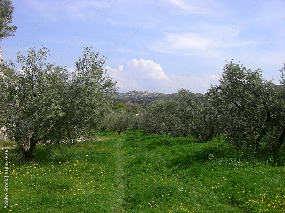 Obraz premium Olivenfeld