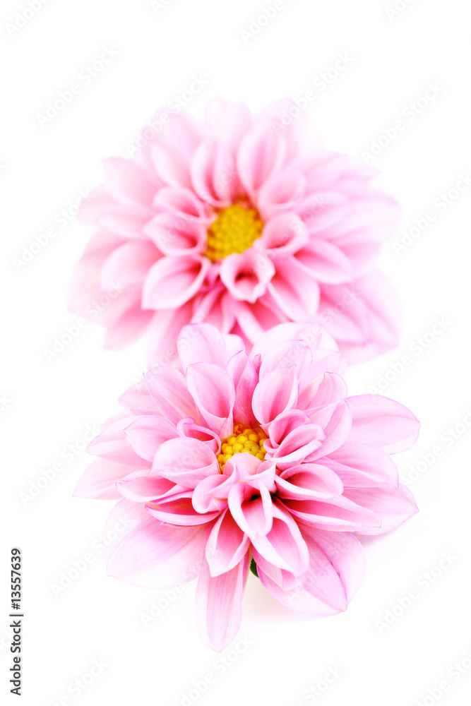 pink dahlia pink dahlia
