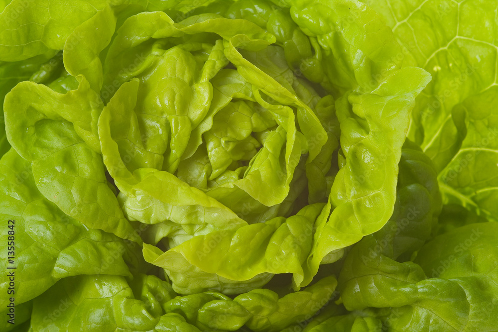 detail of green lettuce detail of green lettuce