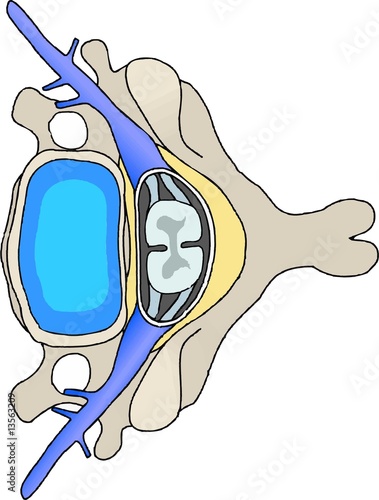 vertebra
