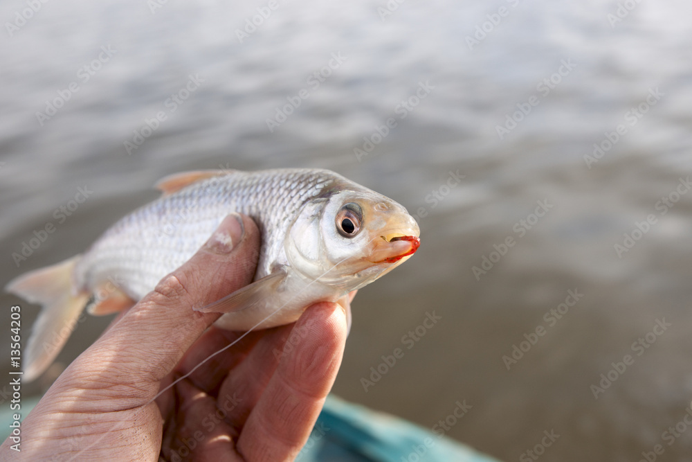 Hand holding little roach with bloodworm in mouth Stock Photo
