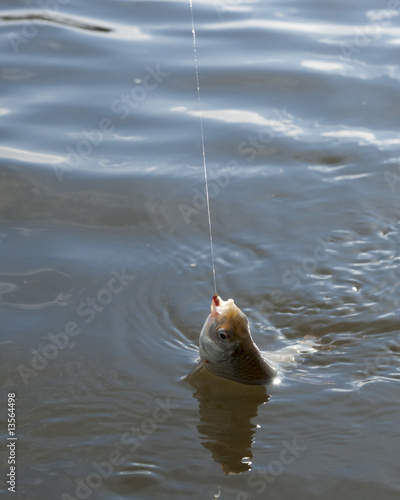 Pulling fish from water