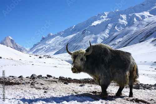 Schilderij op canvas yak in snowy himalayas