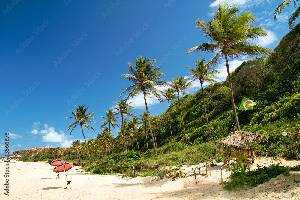 Obraz premium Palm tree lined up, Brazil