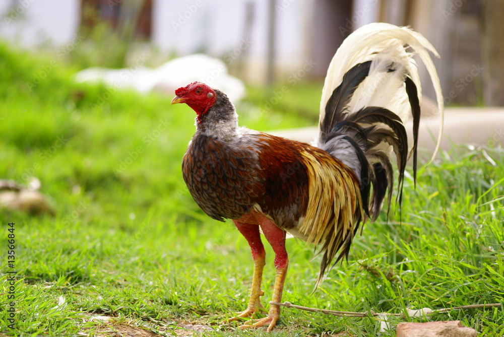 Fototapeta premium hahn