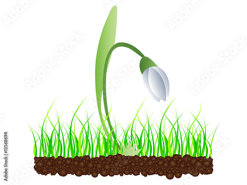 Vector illustration of snowdrop