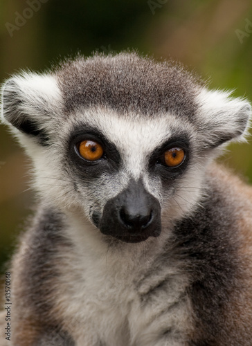 close-up of a cute ring-tailed lemur © freebird