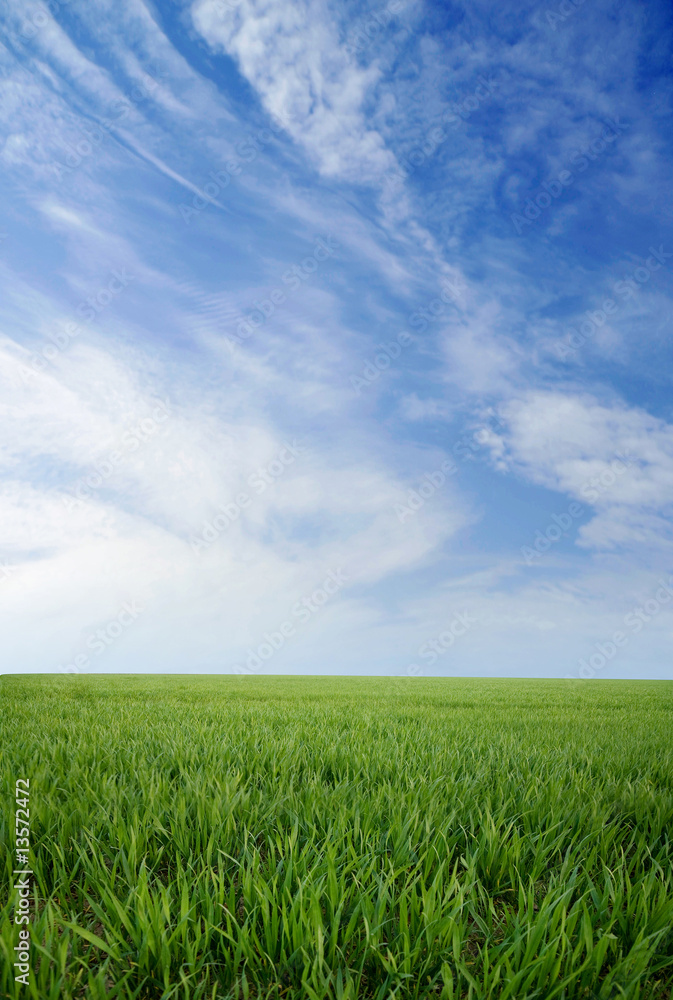 Green grass and blue summer sky