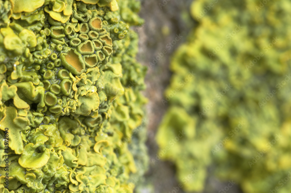 detail of lichen