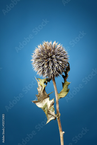 Echinops ritro