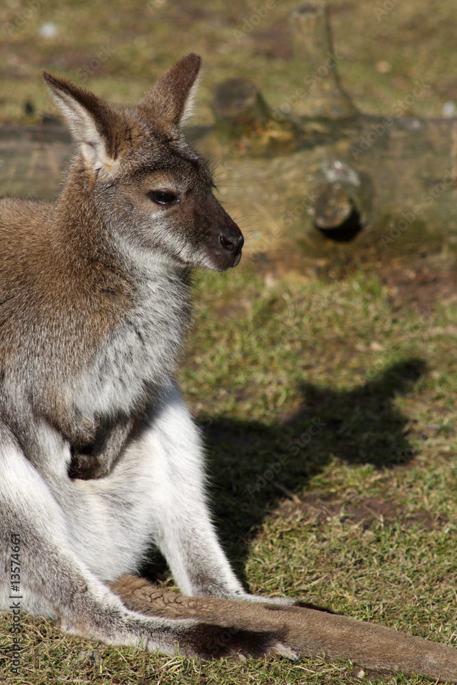 Bennettkänguru