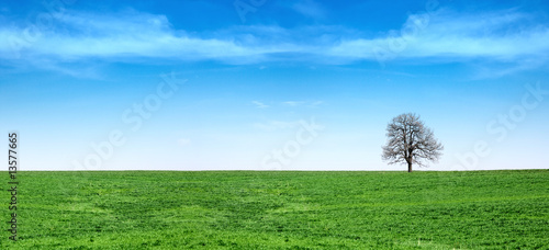 Green grass and blue sky panorama