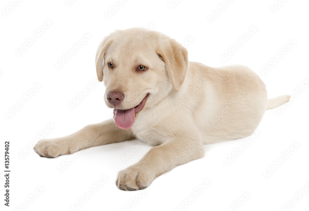 Labrador puppy (4 months) Labrador puppy (4 months)